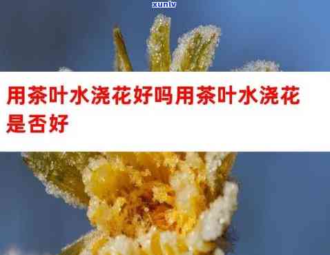 茶叶水浇哪些花？选择与使用 *** 全解析