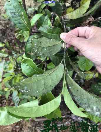 茶叶背面黑点病害，探究茶叶背面黑点病害的成因与防治 *** 