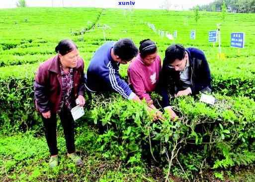 茶叶背面螨虫害图片-茶叶背面螨虫害图片大全