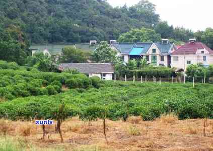 州西湖茶叶哪里好-州西湖茶叶哪里好卖