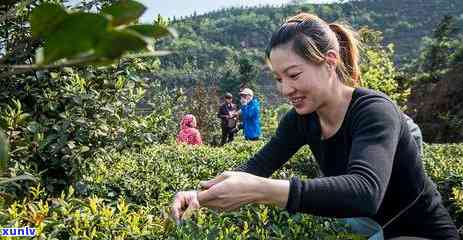 什么样的黄金茶叶好喝，寻找美味：如何挑选优质的黄金茶叶？