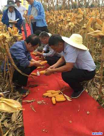 什么样的黄金茶叶好一点？黄金茶品种推荐与比较