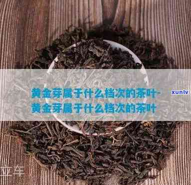 什么样的黄金茶叶好-什么样的黄金茶叶好喝