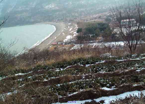 青岛买茶叶去哪买好一点，寻找青岛的茶叶购买地点