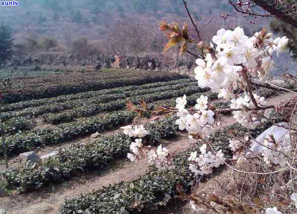 青岛买茶叶去哪买好一点，寻找青岛的茶叶购买地点