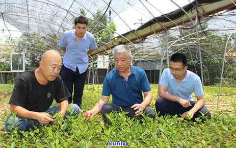 青岛哪里卖茶叶质优价，青岛茶叶市场攻略：寻找优质低价的茶叶店