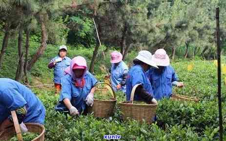 青岛买茶叶去哪买好-青岛买茶叶去哪买好一点