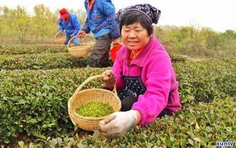 茶叶用什么复合肥好？视频讲解与图片展示