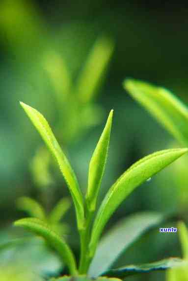 一芽二叶的茶叶图片-一芽二叶的茶叶图片大全