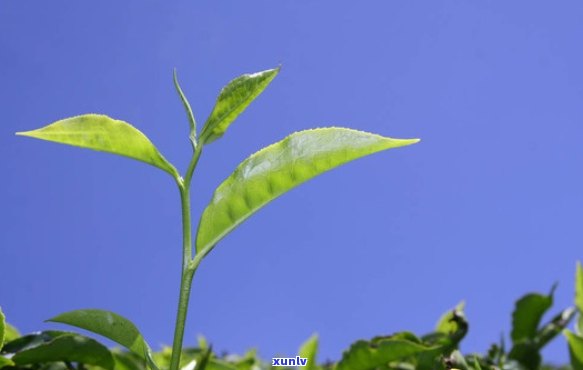 一芽二叶的茶叶图片-一芽二叶的茶叶图片大全