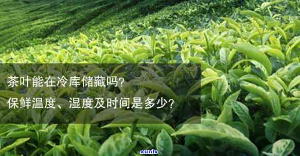 茶叶多少度保管好-茶叶多少度保管好呢