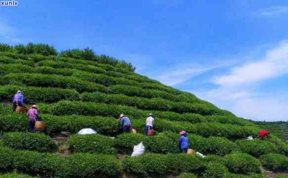 潜山县哪里的茶叶好-潜山县哪里的茶叶好喝