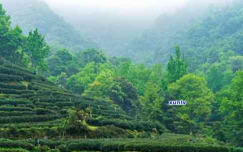 潜山县哪里的茶叶好-潜山县哪里的茶叶好喝