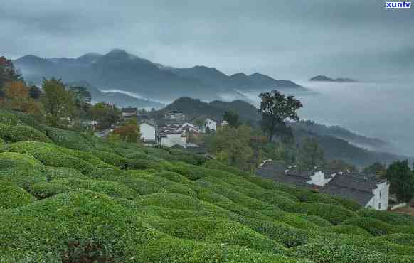 潜山县哪里的茶叶好-潜山县哪里的茶叶好喝