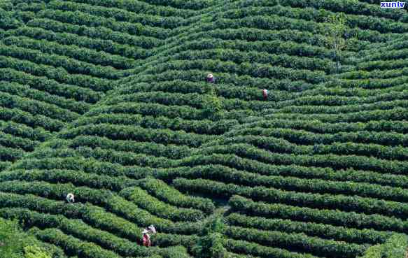 什么时期的茶叶-什么时期的茶叶喝