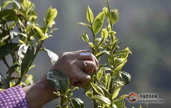 什么时节的茶叶呢，探寻茶叶品质：揭秘采茶节