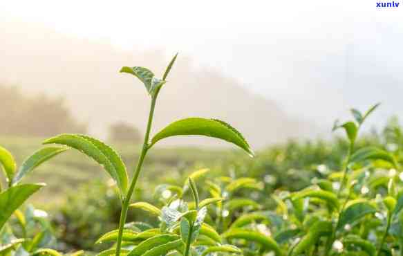 什么时节的茶叶呢，探寻茶叶品质：揭秘采茶节