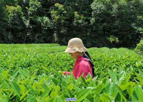 茶叶分春茶和冬茶吗-茶叶分春茶和冬茶吗区别