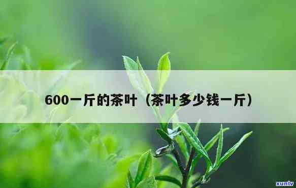 茶叶600一斤贵吗知乎，在知乎上询问茶叶600一斤是否算贵？