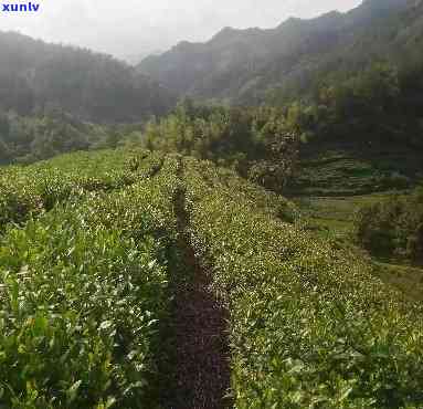 峨桥镇茶叶场，探访峨桥镇茶叶场：品尝正宗黄山毛峰的好去处