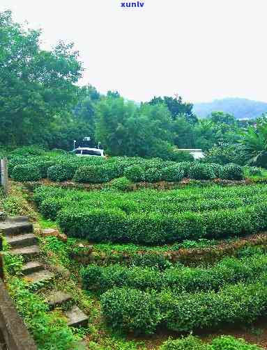 顶级和田碧玉图片-顶级和田玉图片带图