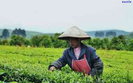 小杯子能泡开茶叶吗？视频详解教程！