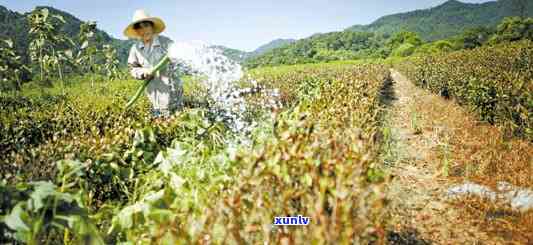 茶叶烤了还能喝吗-茶叶烤了还能喝吗有吗