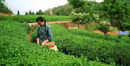 精揉机加工茶叶视频大全教程全集