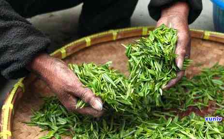 茶叶是怎么诞生的，揭秘茶叶的起源：一悠久的历和独特的孕育过程