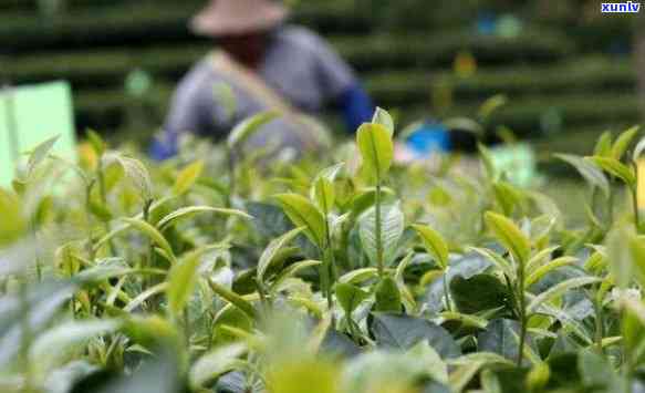 茶叶的生长过程视频讲解，探索茶叶的生长历程：全程视频解析