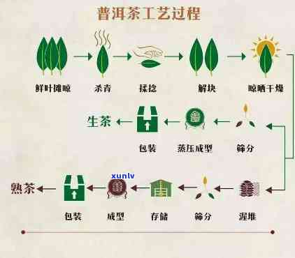 茶叶生长过程图：从种子到采摘的全过程可视化