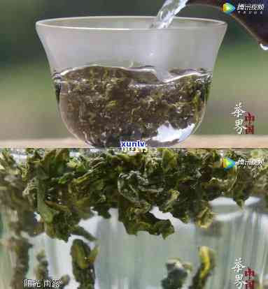 介绍茶叶的有趣视频短片，探索茶的世界：一部引人入胜的茶叶介绍视频短片