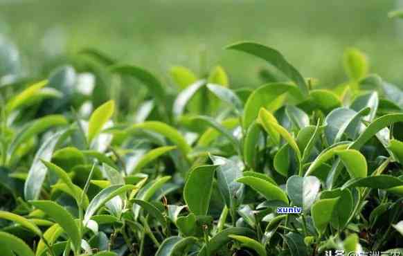 茶叶介绍视频开场白，探索茶的世界：茶叶介绍视频开场白