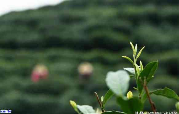 茶叶介绍视频开场白，探索茶的世界：茶叶介绍视频开场白