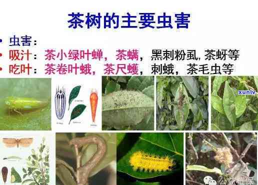 茶叶常见病虫害图片大全，全面解析茶叶的常见病虫害，一图看清所有问题！