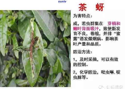 大红柑陈皮普洱茶功效、冲泡 *** 及价格解析