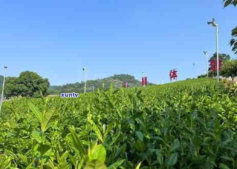 一芯一叶茶叶价格：探究珍贵一叶一芯茶的魅力与价值