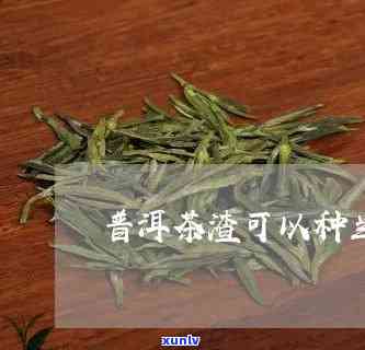 茶叶渣：适合养兰花吗？视频与图片解析