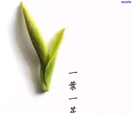 茶叶一芽一叶的名称是什么？请赐教！