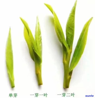 茶叶一芽一叶的名称是什么？请赐教！