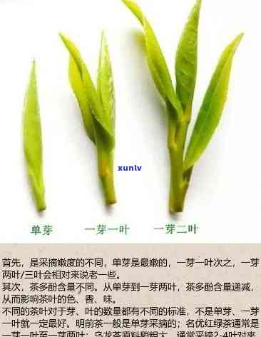 茶叶一芽一叶叫什么品种，一芽一叶的茶叶属于哪种品种？