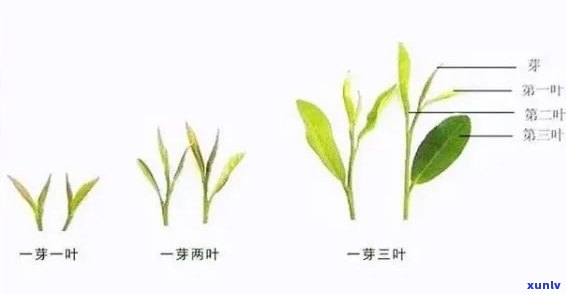 茶叶一芽一叶的优雅命名：探秘其背后的故事与文化