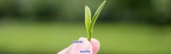 茶叶一芽一叶的优雅命名：探秘其背后的故事与文化