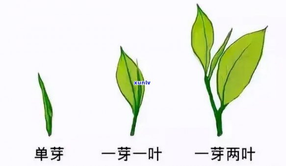 茶叶一芽一叶是什么意思，解密茶叶术语：一芽一叶的含义与价值