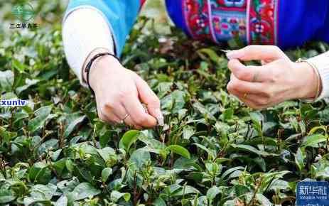 茶叶连泡两天可以吗-茶叶能连泡两天吗