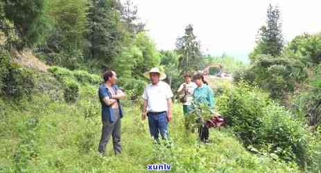 茶叶主产地都有哪些城市，揭秘茶叶的主产地：哪些城市是茶叶的重要产区？