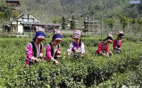 茶叶主产地都有哪些城市，揭秘茶叶的主产地：哪些城市是茶叶的重要产区？