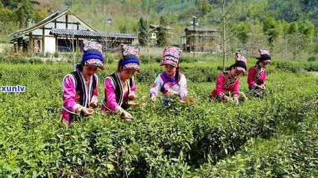 茶叶主产地都有哪些-茶叶主产地都有哪些地方