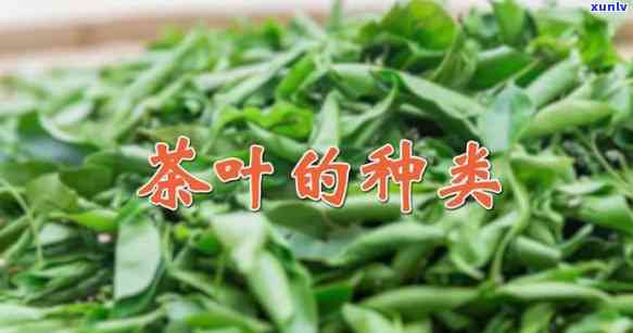 采叶子的茶叶有哪些种类，探秘茶叶世界：那些常用采摘嫩叶 *** 的茶种