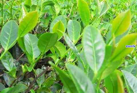 采叶子的茶叶有哪些种类，探秘茶叶世界：那些常用采摘嫩叶 *** 的茶种